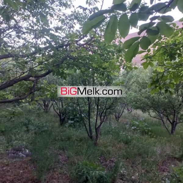 باغ روستای دهنار دماوند