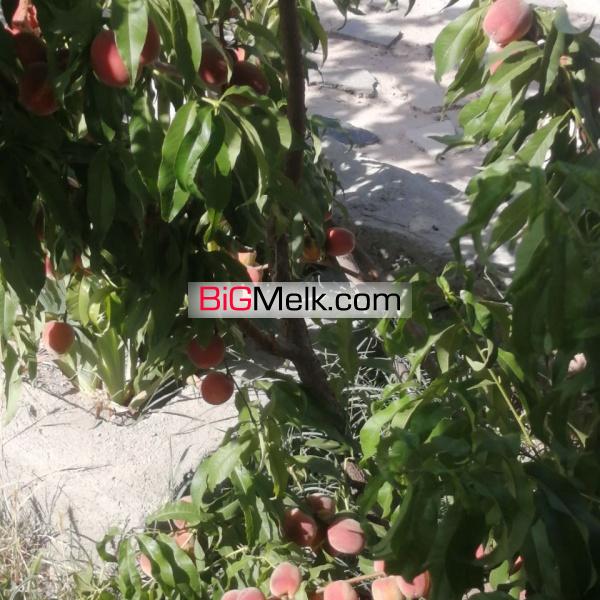 باغ ویلای 1500 متری سر سبز واقع در امند