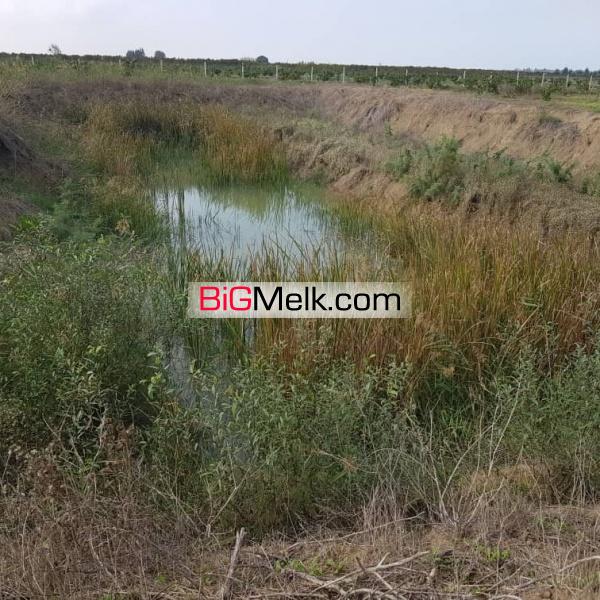 باغ نارنگی ۵۰۰۰ متر