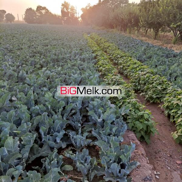 ۳هکتار زمین کشاورزی با امتیازات کامل