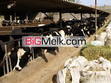 فروش گاوداری صنعتی اصفهان