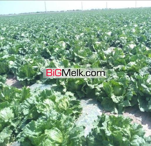 زمین کشاورزی ۱۳هکتاری با آبیاری قطره ای وپمپاژازاستخر