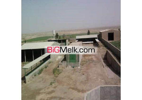 گاوداری100 راسی شیری 3 هکتار