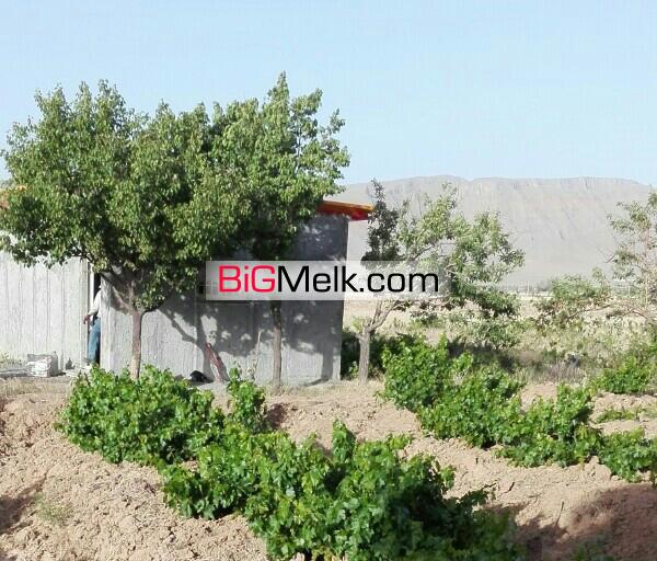 ۸۰۰متر باغ انگور فروشی