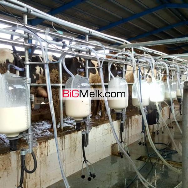 مزرعه و گاوداری صنعتی شهرستان پاسارگاد فروشی