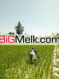 فروش مزرعه 300 هکتار در اهواز