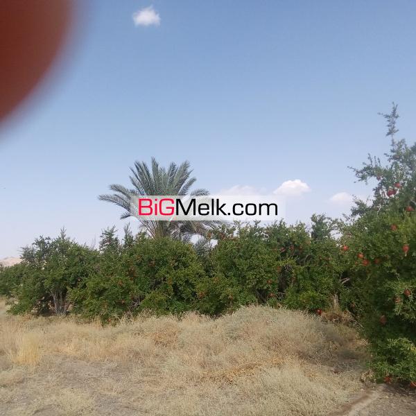 فروش زمین کشاورزی 5000متری