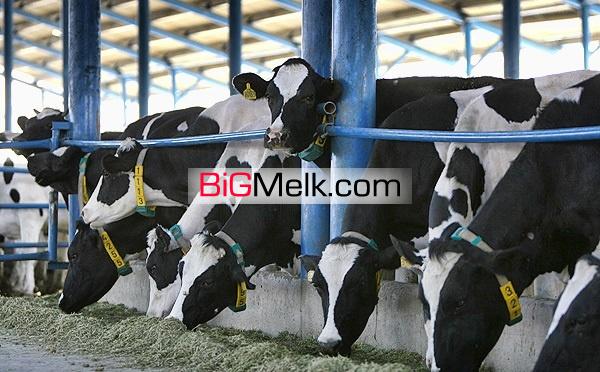 فروش گاوداری شیری فعال در نظرآباد البرز