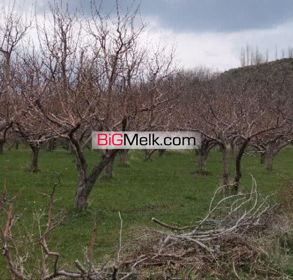 باغ انواع سیب زرد سیب قرمز و گردو