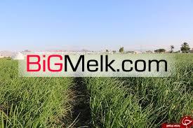 فروش زمین کشاورزی