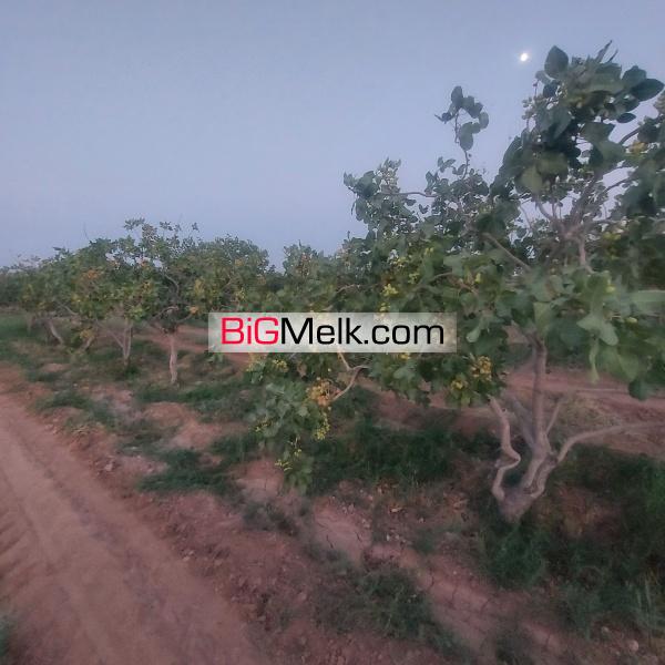 فروش باغ پسته ۵۰ هکتاری
