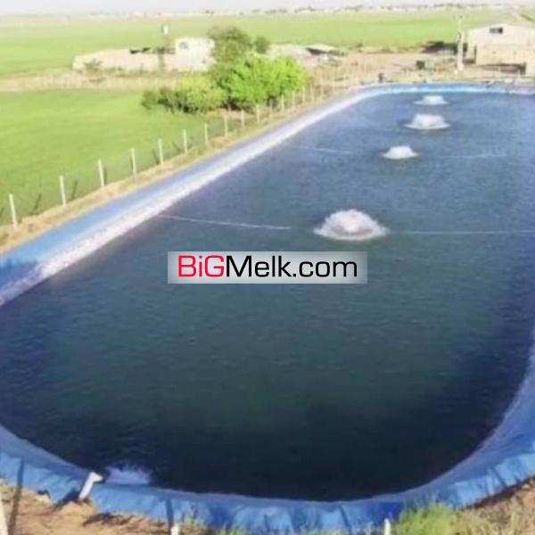 مزرعه کشاورزی ۵۰هکتاری و گاوداری