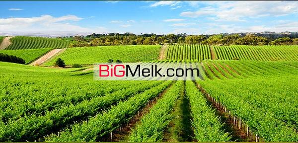 زمین کشاورزی فروشی در پنج کیلو متری رشت