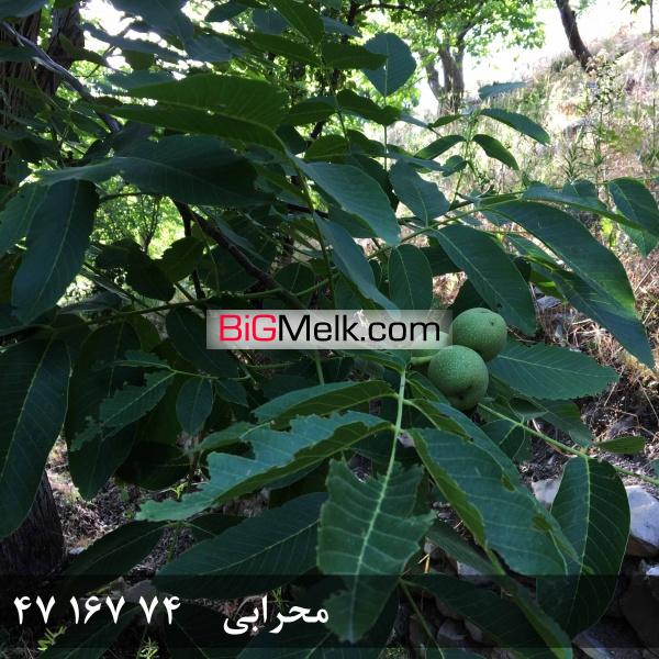 فروش باغ گردو در روستای خوش آب و هوا و ییلاقی گیلوان