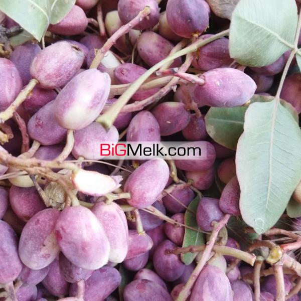 باغ پسته زرندیه