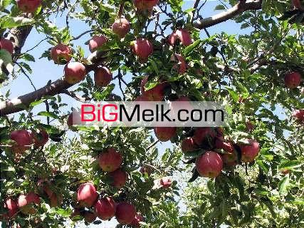 فروش باغ سیب