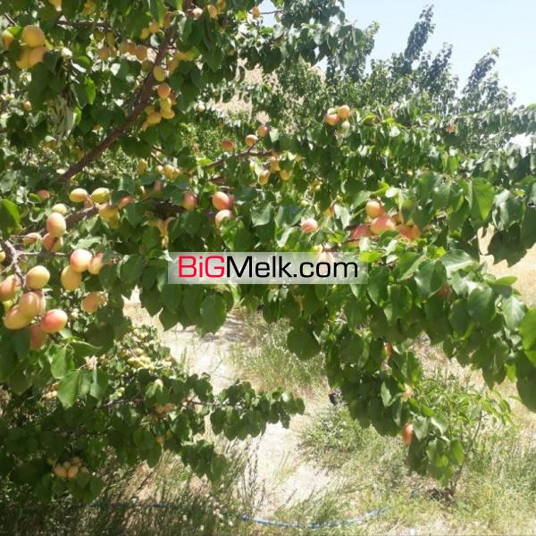 باغ زردآلوی 10 ساله در تاش