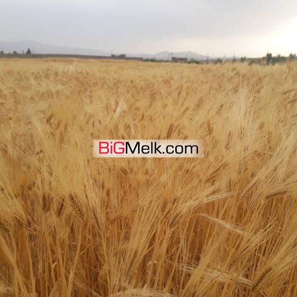 زمین کشاورزی دامپروری