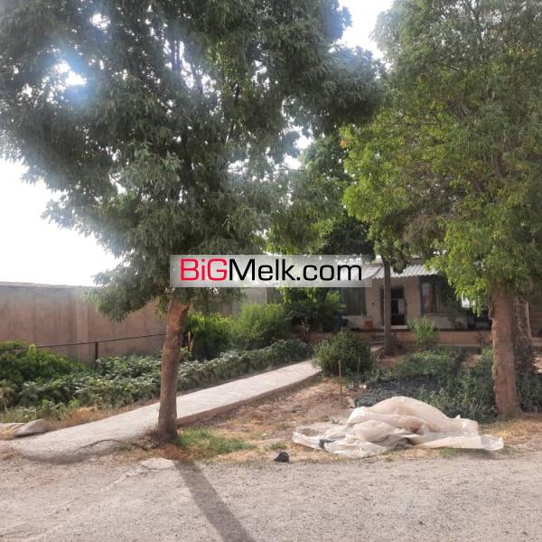 مزرعه کشاورزی ۵۰هکتاری و گاوداری