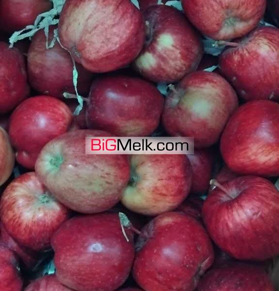 باغ انواع سیب زرد سیب قرمز و گردو