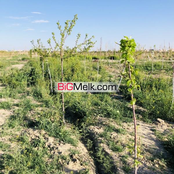 زمین باغی فوری فروشی