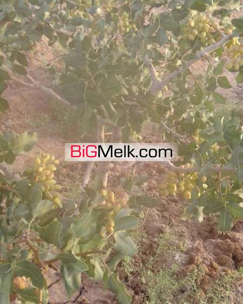 فروش باغ پسته