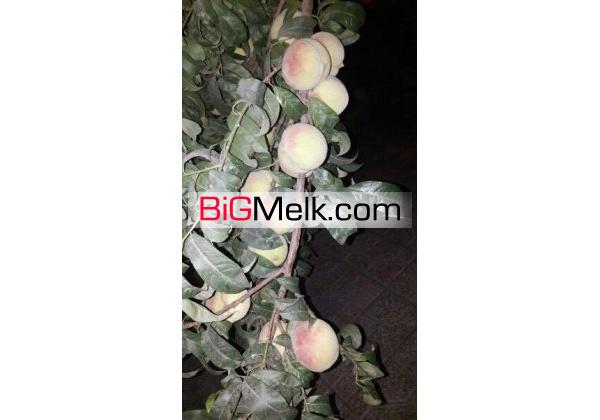 زمین 2500 متری ویلا طالقان | تهران، تهرانسر