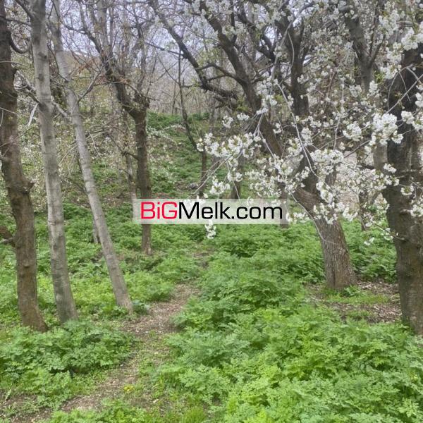 باغ ۹۱۴ متری جاده چالوس روستای نشترود فوری فروشی #