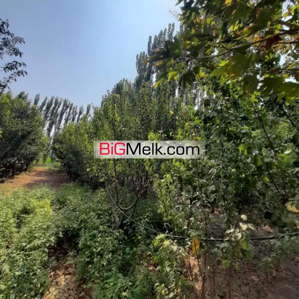 باغ و باغچه در قاسم آباد تهرانچی