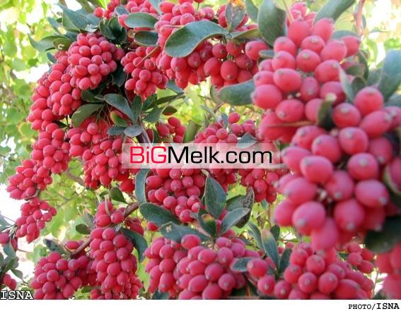 فروش باغ زرشک