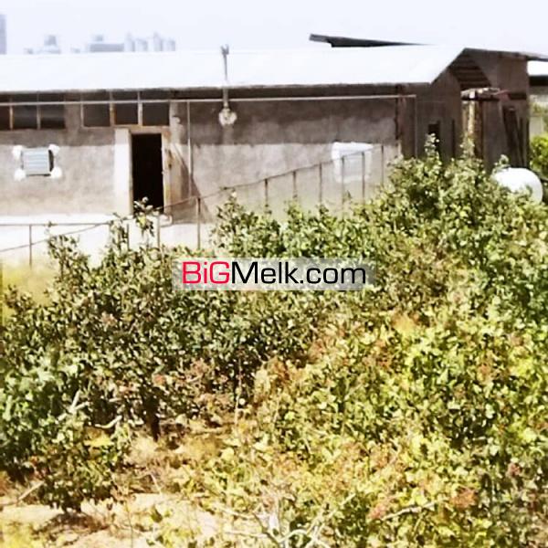 فروش مزرعه پرورش شترمرغ در ساوه
