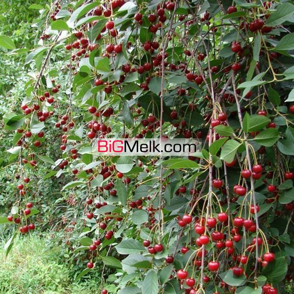 فروش باغ به مساحت 6000 متر