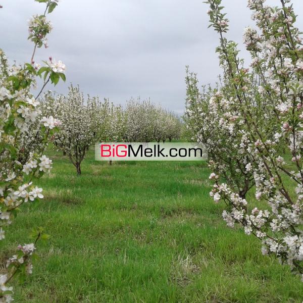 باغ سیب لوکیشن عالی و دنج