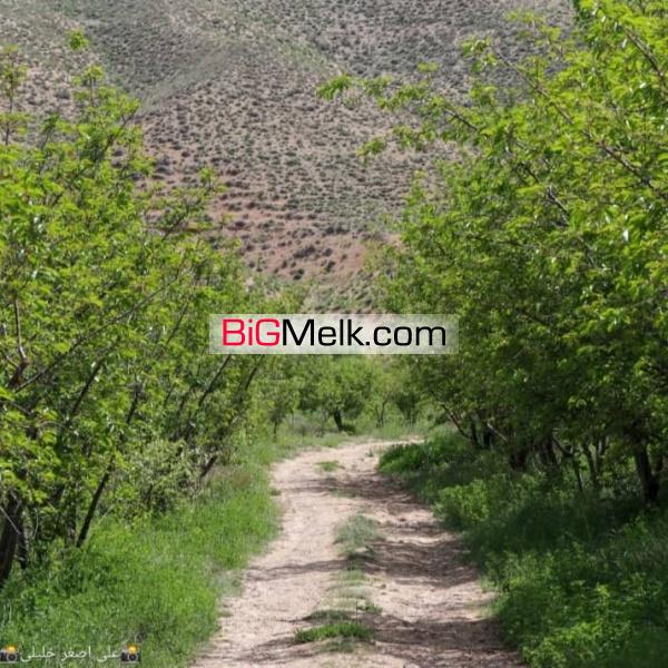 فروش باغ ۲۲ساله