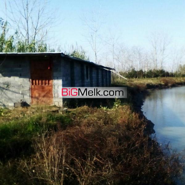 فروش یا اجاره استخر پرورش ماهی لنگرود - خالکیاسر