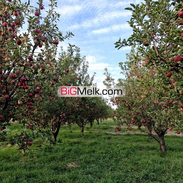 باغ سیب لوکیشن عالی و دنج