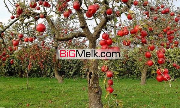 فروش ۴۱۰هکتار باغ سیب در اقلید استان فارس