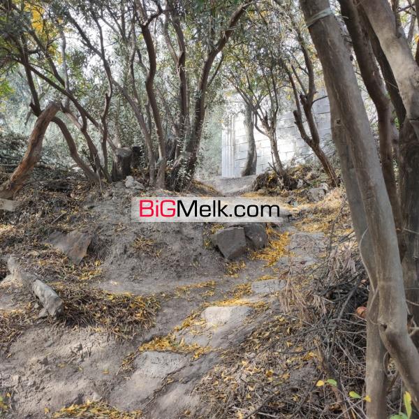 باغ و زمین مسکونی با ویو عالی در گیلان رودبار