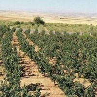 فروش زمین کشاورزی در همدان