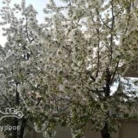 باغ انگور واقع در مزرعه چهل میر خرمدره | تهران، باغستان