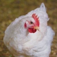 فروش مرغداری ۳۰ هزارتایی دارای ۵ هکتار زمین
