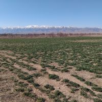 زمین کشاورزی عالی در ساوه با متراژ ۴ هکتار