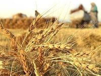فروش زمین کشاورزی اصفهان زمین هکتاری