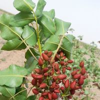 باغ پسته و زمین کساورزی مجوز چاه عمیق