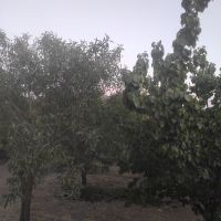 زمین کشاورزی