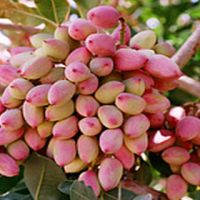 فروش 150 هکتار مزرعه و باغ پسته در اصفهان