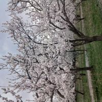 فروش باغ ۱۰۰۰ متری ۶ میلیارد