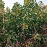 فروش باغ پسته اکبری