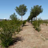 فروش مزرعه مرغداری در اصفهان