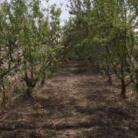 باغچه درمنطقه گردشگری یوسف رضاداخل شهرک